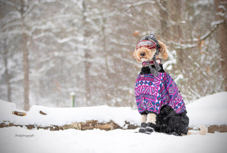 Afbeelding voor categorie Grote Rassen