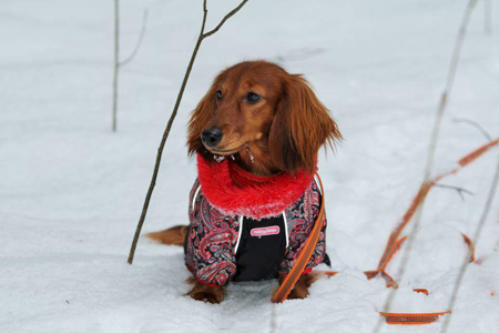 Afbeelding voor categorie Teckels