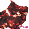 Afbeeldingen van ForMyDogs  TDW0331-2024T F Female Dachshund