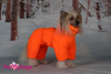 Afbeeldingen van ForMyDogs  TDW0277-2024 F Female